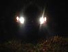 96-99 projector angel eyes-dsc00003.jpg