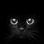 Blacklady's Avatar
